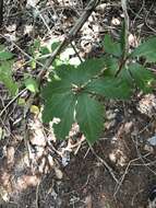 Image of sevenleaf creeper