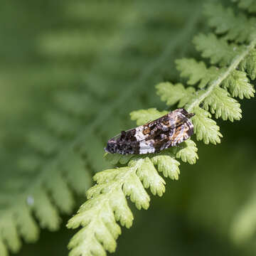 Olethreutes fasciatana Clemens 1860 resmi