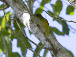 Image of Yellow-throated Euphonia