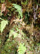 Image of Heloniopsis umbellata Baker