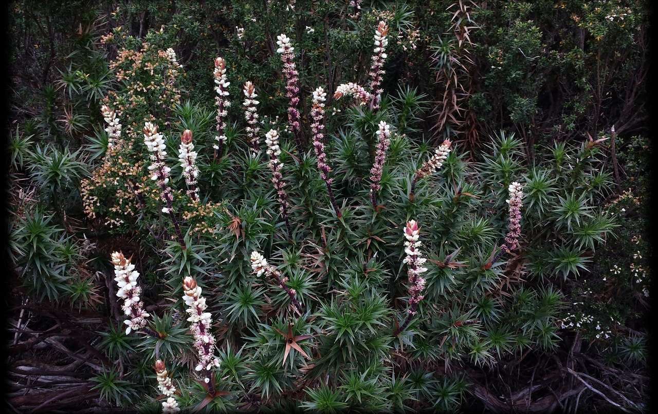 Image of candle heath