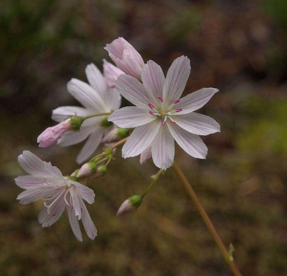 Image of Columbian lewisia