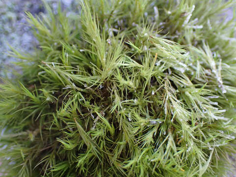 Image of Howell's dicranum moss