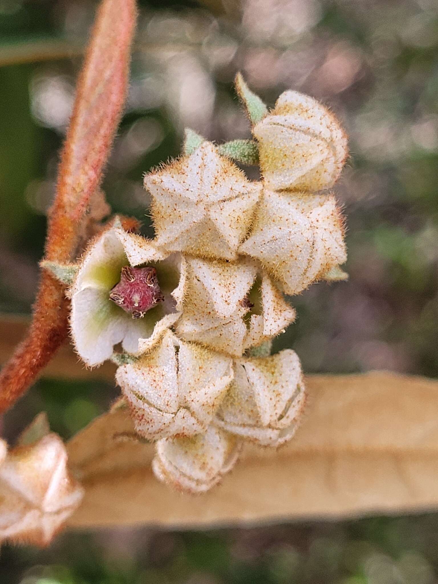 Imagem de Lasiopetalum macrophyllum R. Grah.