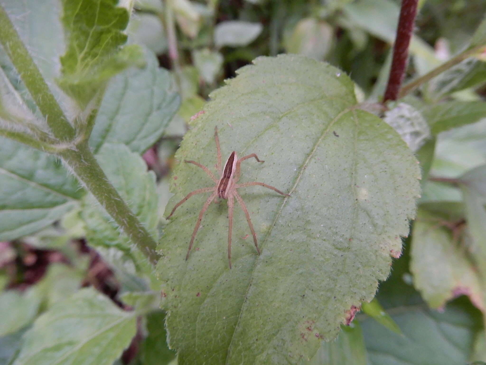 صورة Dolomedes sulfureus L. Koch 1878