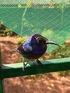 Image of Splendid Sunbird