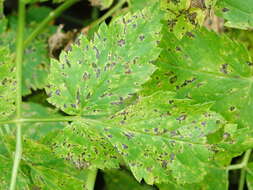 Image of Septoria aegopodii Desm.