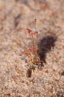 صورة Drosera nitidula subsp. omissa (Diels) N. Marchant & Lowrie