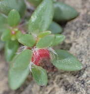 Sivun Portulaca quadrifida L. kuva