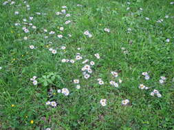 Plancia ëd <i>Erigeron <i>pulchellus</i></i> var. pulchellus