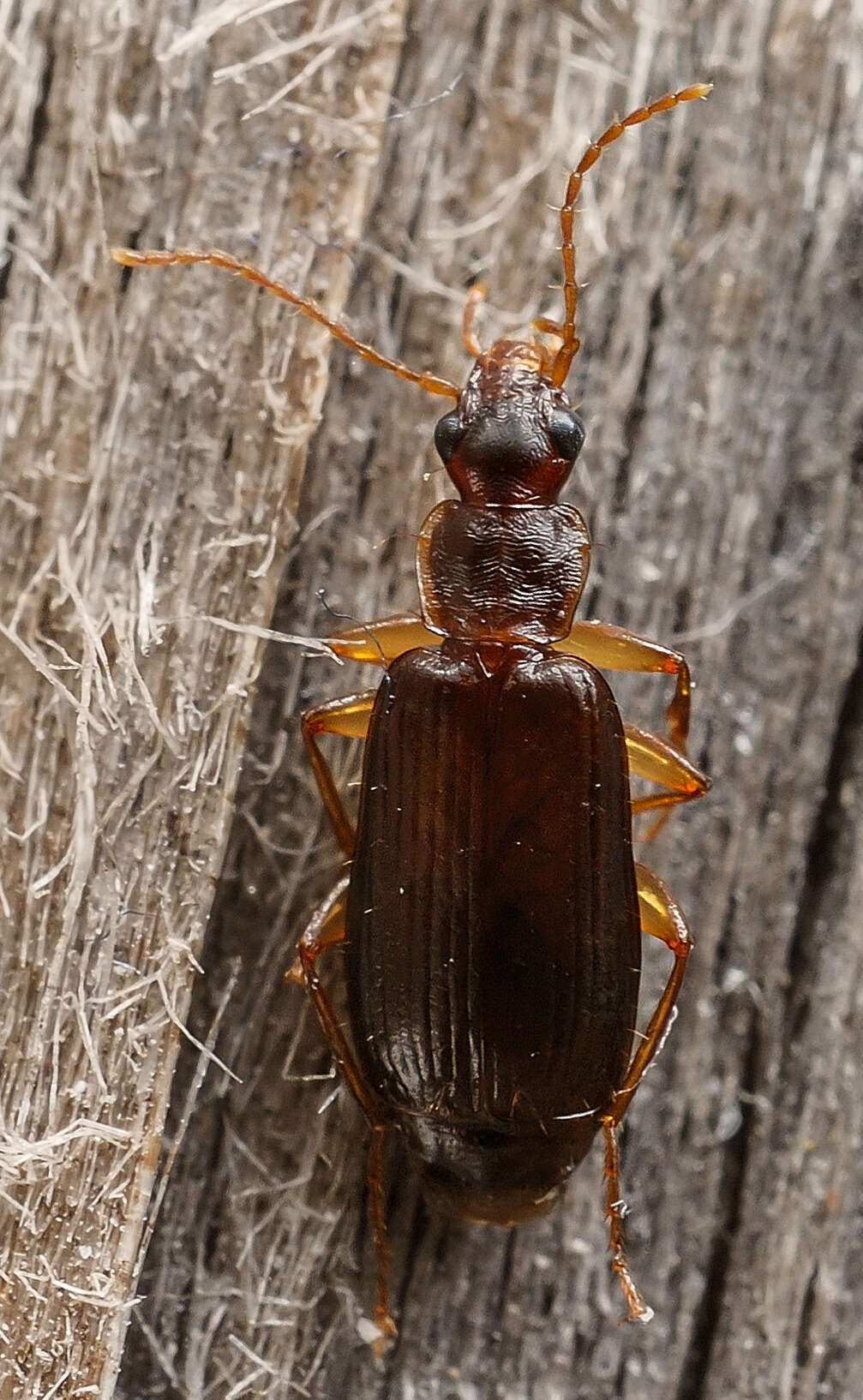 Image of Dromius (Dromius) agilis (Fabricius 1787)