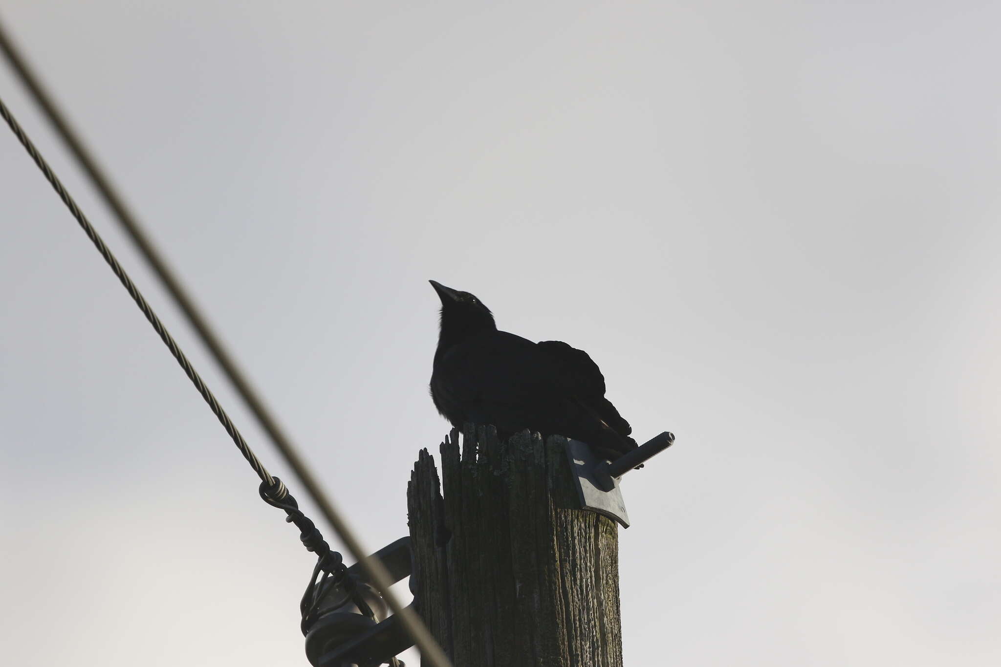 Image of Fish Crow