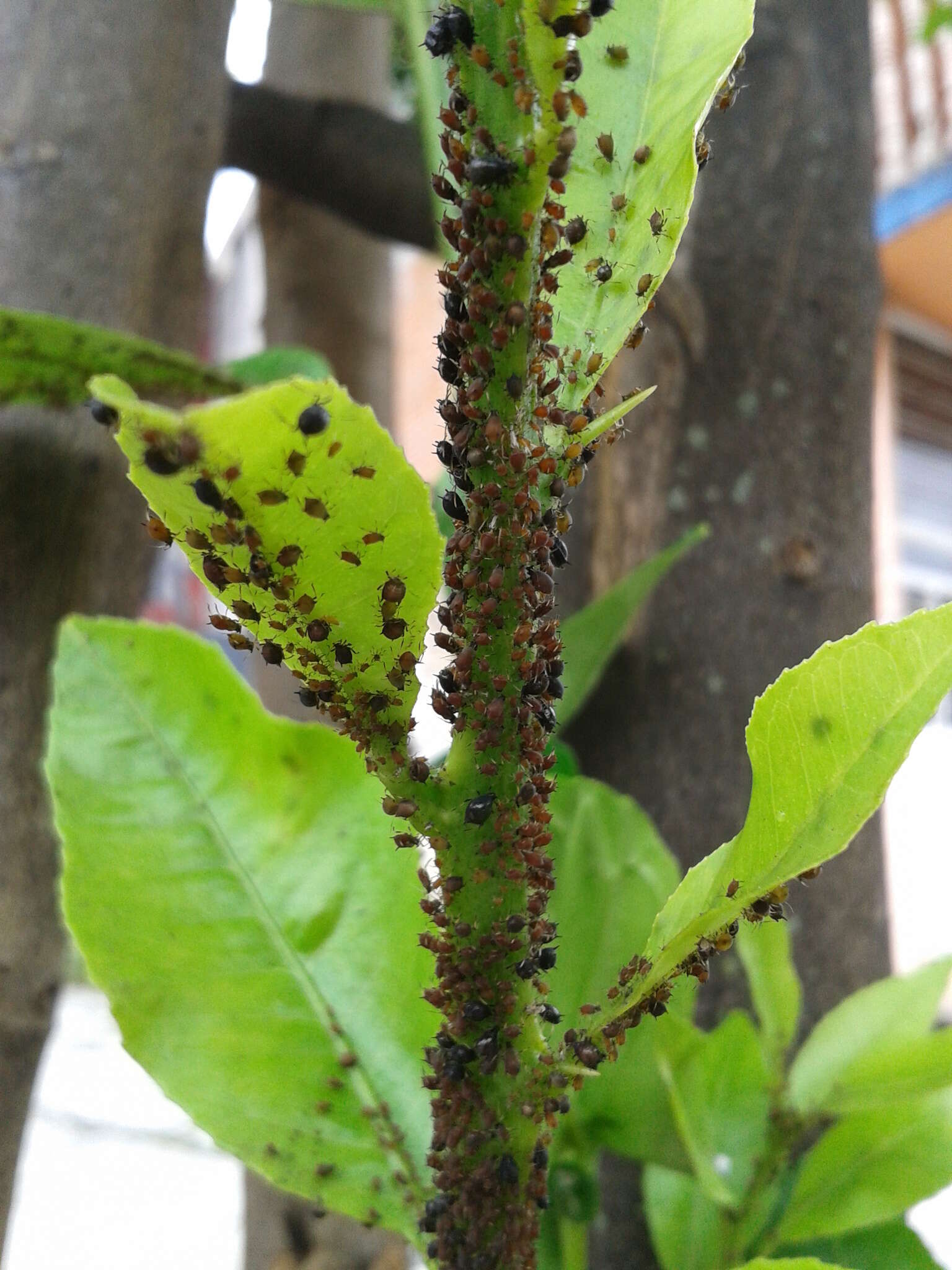 Image of Black citrus aphid