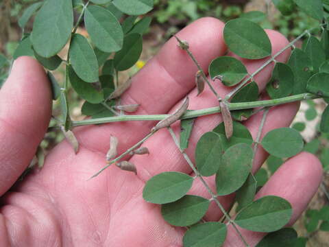 Indigofera lindheimeriana Scheele的圖片