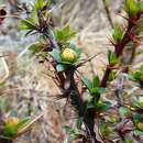 Image of Berberis tsarica Ahrendt