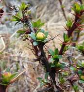 Image of Berberis tsarica Ahrendt