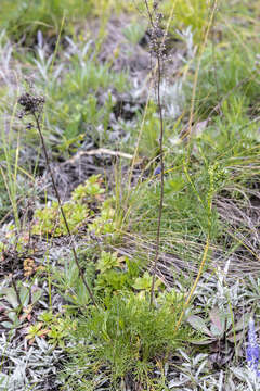 Слика од Peucedanum morisonii Besser