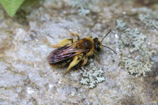 Image of Andrena pruni Robertson 1891