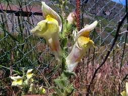 Image of Antirrhinum braun-blanquetii Rothm.