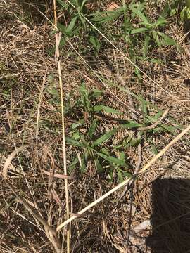 Image of swamp sunflower