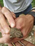 Image of Ladakh Toad