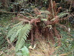 Imagem de Polystichum ammifolium (Desv.) C. Chr.