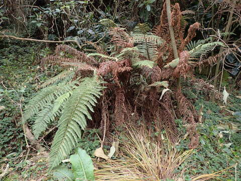 Imagem de Polystichum ammifolium (Desv.) C. Chr.