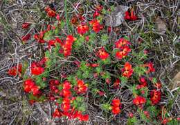 Image of Red Leschenaultia