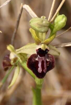 Image of Early spider orchid