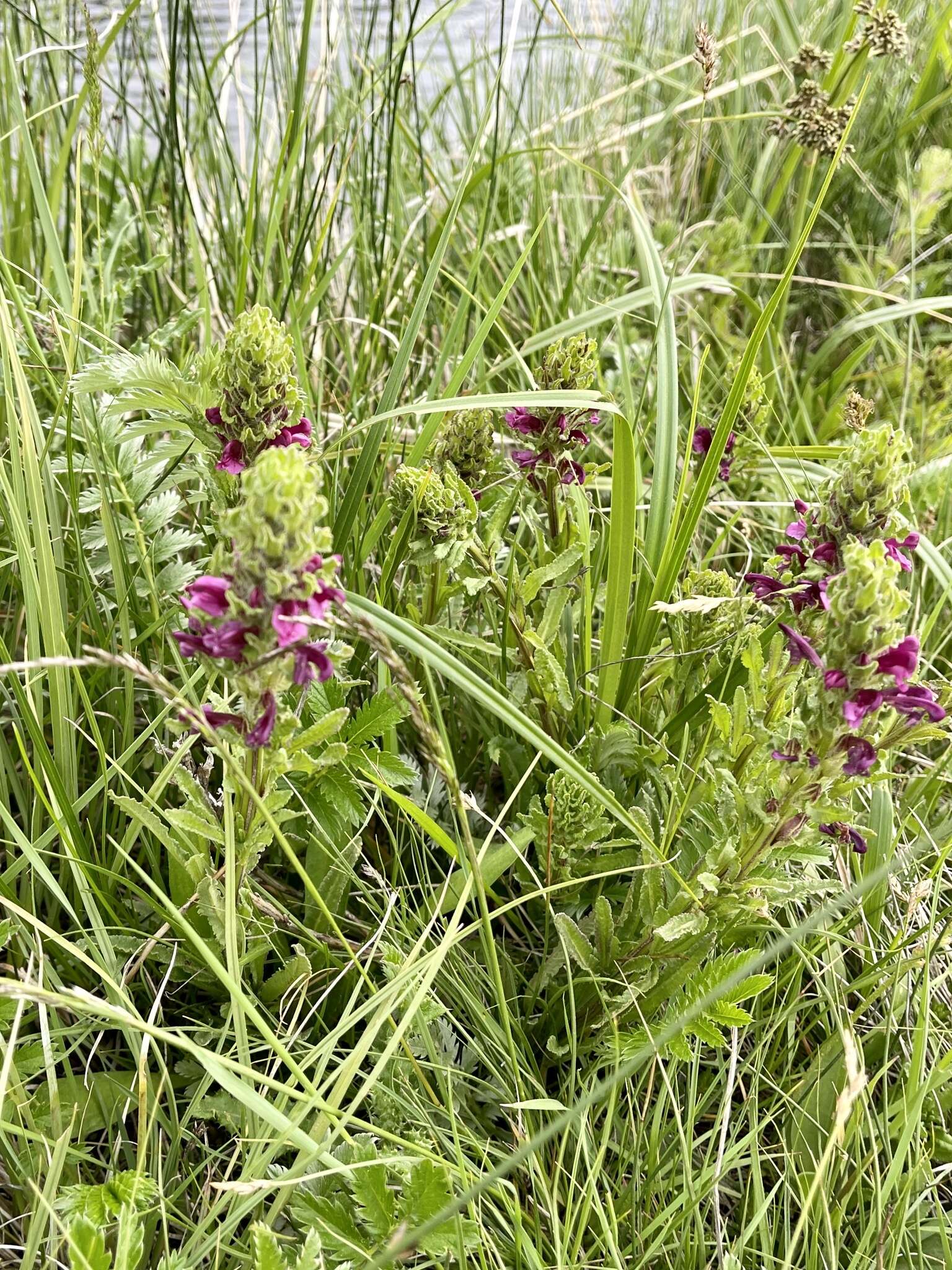 Image of Purple-Flower Lousewort