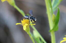 Image of Megachile octosignata Nylander 1852