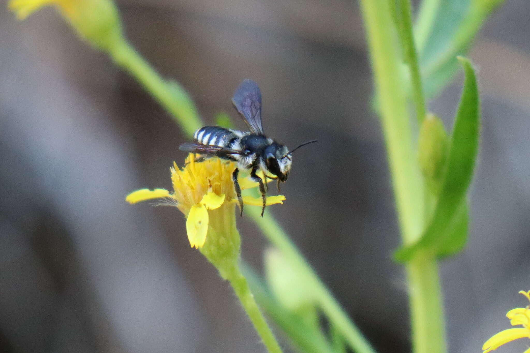 Image of Megachile octosignata Nylander 1852