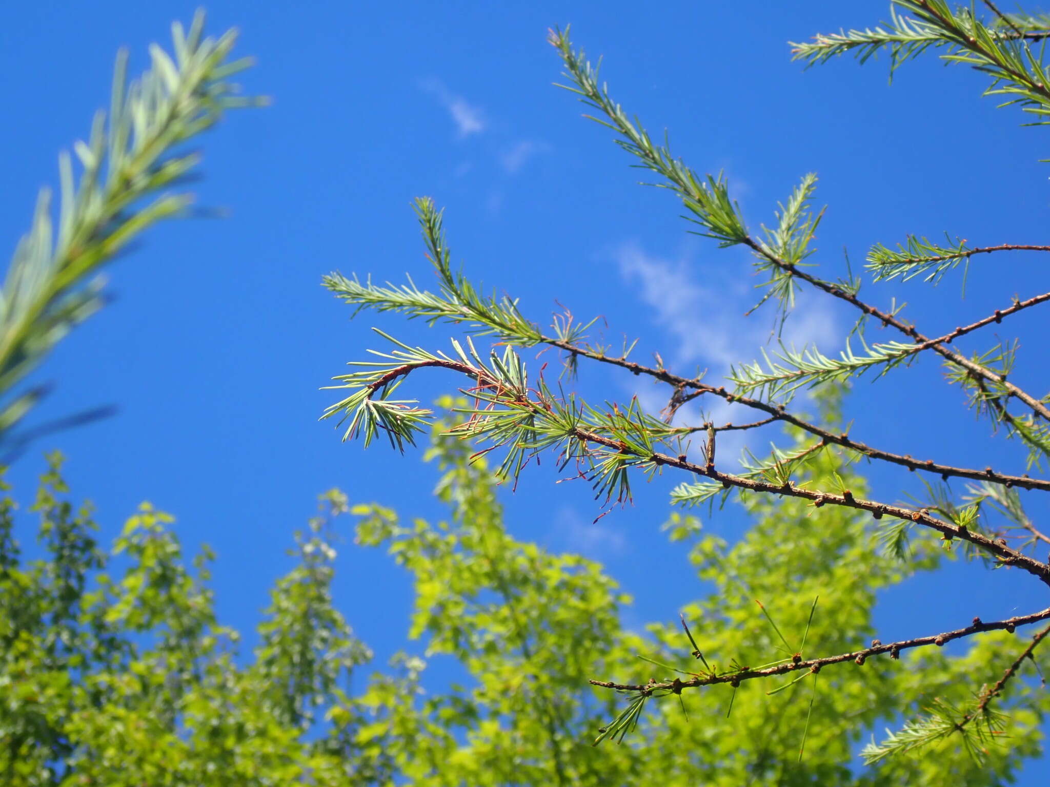 Image of Larch sawfly