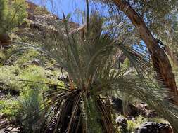 Image of Macrozamia macdonnellii (F. Muell. ex Miq.) A. DC.