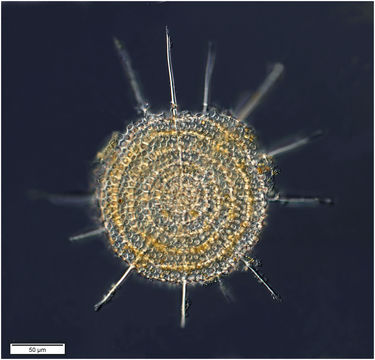 Image of <i>Stylodictya multispina</i> Haeckel 1860