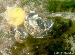 Image of Haminoea exigua (Schaefer 1992)