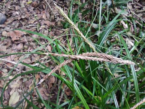 Carex quinquin resmi