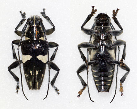 Image of <i>Trigonoptera spilonota</i> (Gestro 1876)
