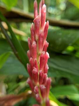 Image of Alpinia japonica (Thunb.) Miq.