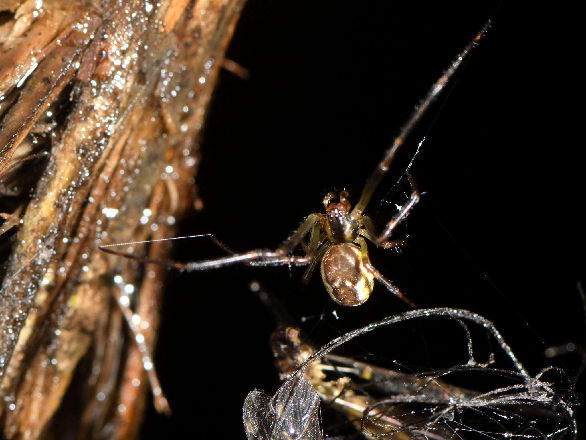 Image of Nanometa lagenifera (Urquhart 1888)