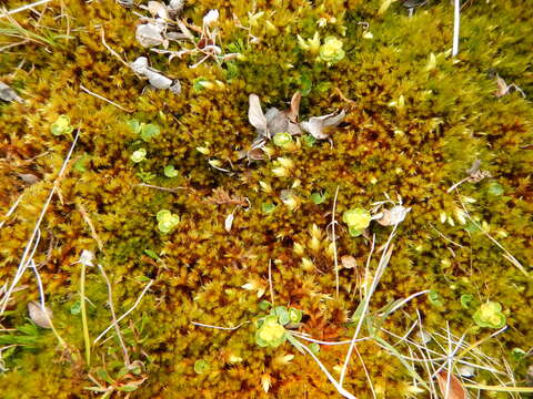 Image of Alternate-Leaf Golden-Saxifrage