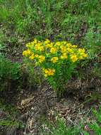 Image of Carolina puccoon