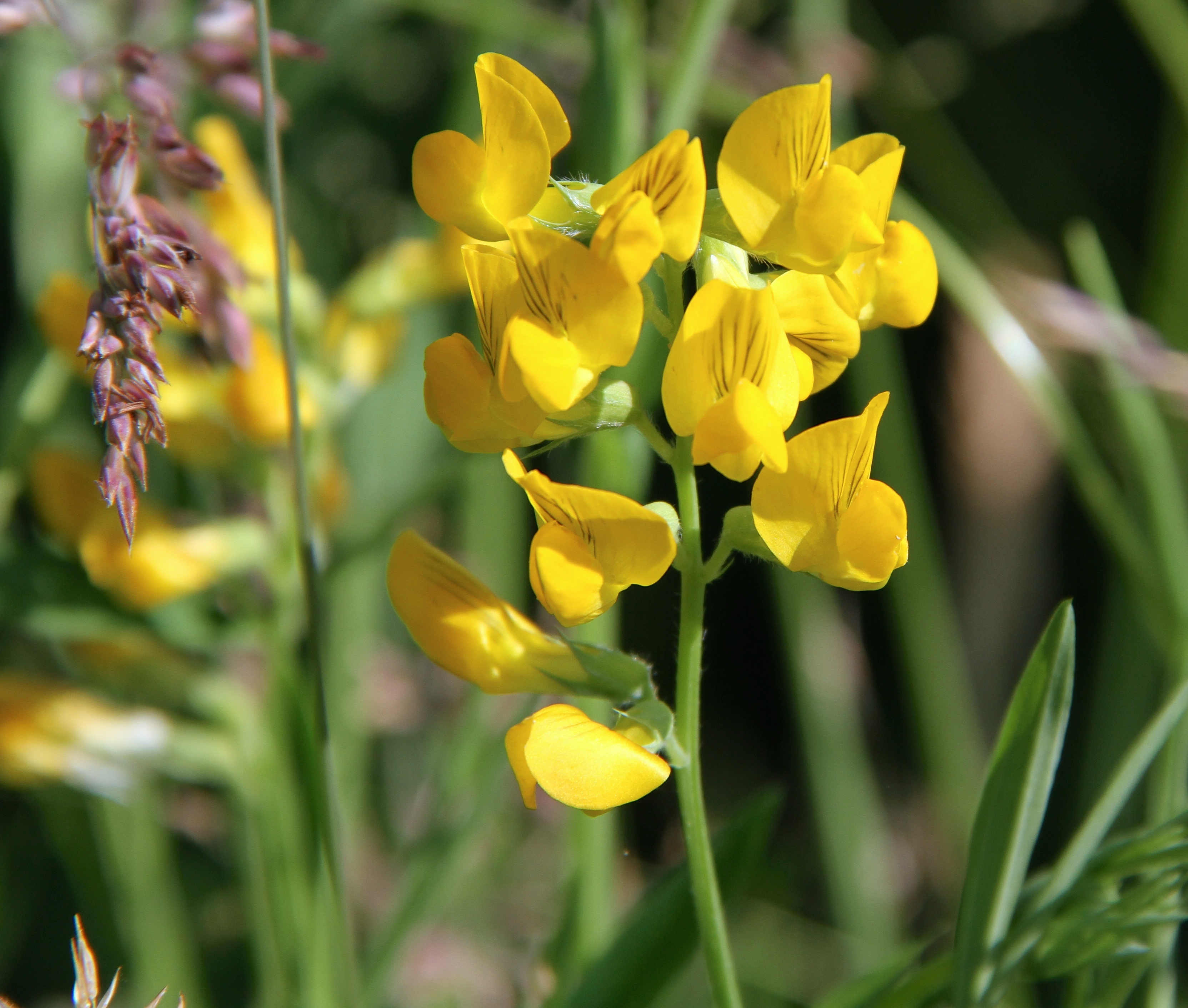 Lathyrus pratensis (rights holder: Wildlife in a Dorset garden.)