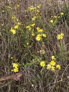 Senecio spanomerus I. Thomps. resmi