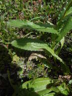 Image of alpine thistle