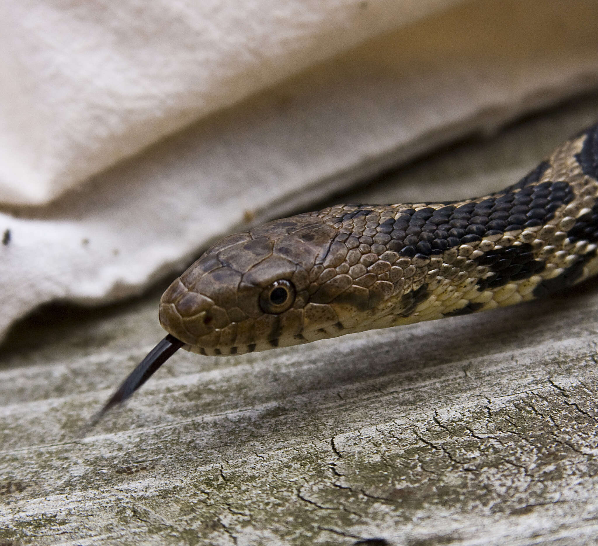 Image of Pantherophis ramspotti Crother, White, Savage, Eckstut, Graham & Gardner 2011