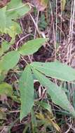 Image of bitternut hickory