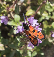 Image of Zygaena hilaris Ochsenheimer 1808