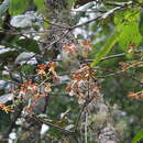 Image of Oncidium reichenheimii (Linden & Rchb. fil.) Garay & Stacy