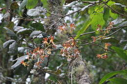 Image of Oncidium reichenheimii (Linden & Rchb. fil.) Garay & Stacy